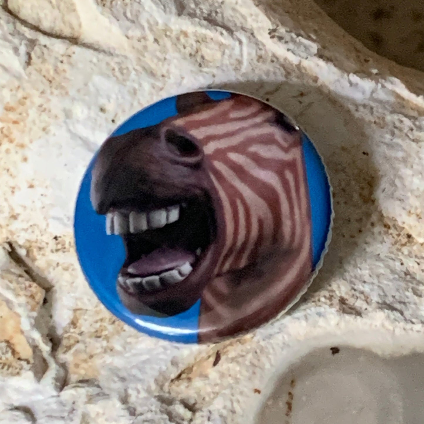 Quagga wrinkling up his nose